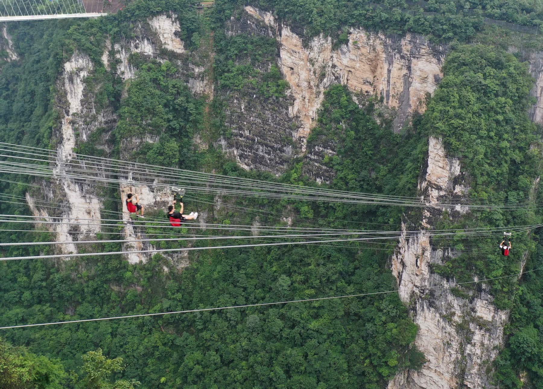 Twin zipline lines crossing a forested canyon